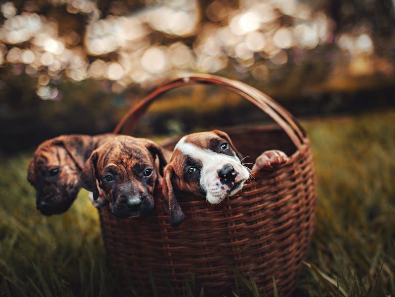 Puppy Photo