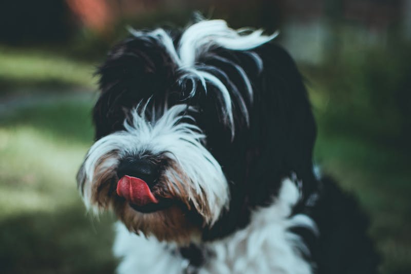Puppy Photo