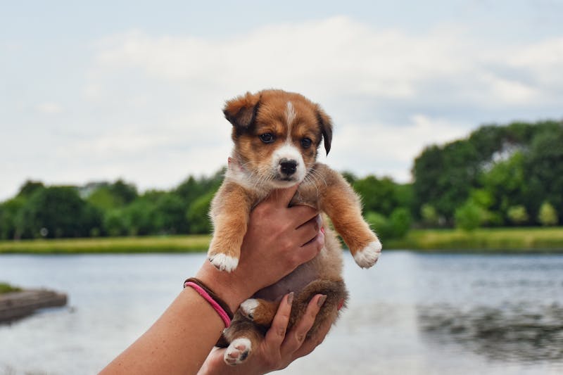 Puppy Photo