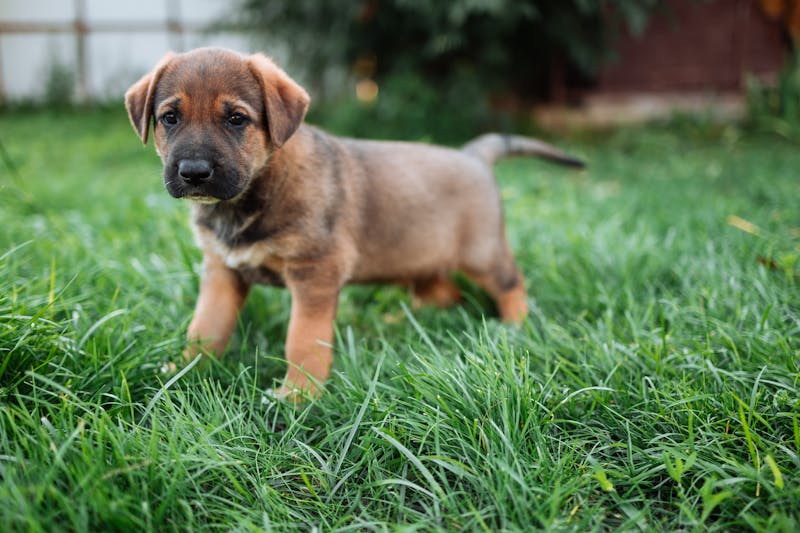 Puppy Photo