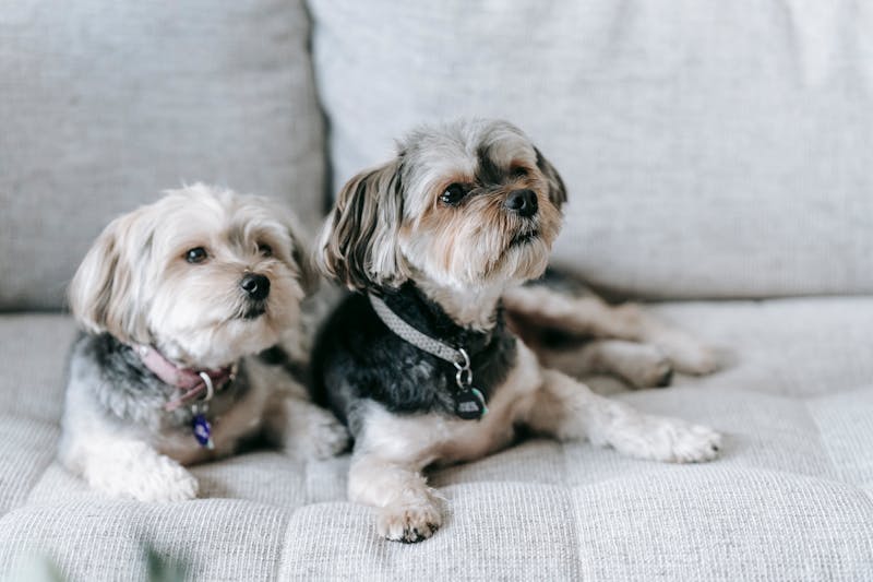 Puppy Photo