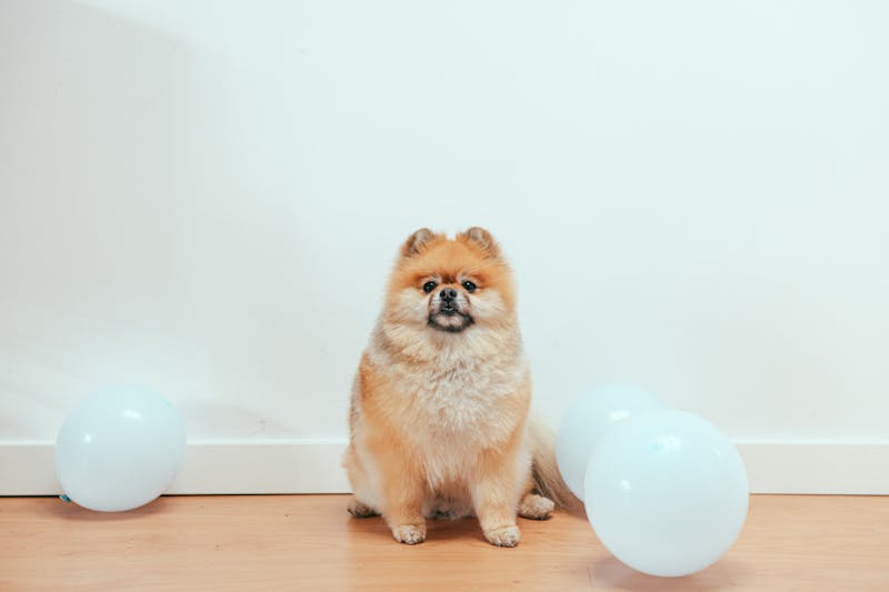 Puppy Photo