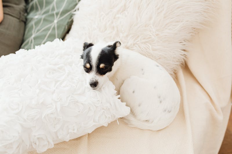 Puppy Photo