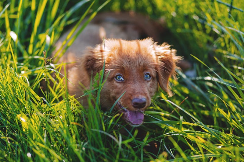 Puppy Photo