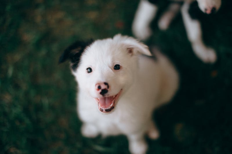 Puppy Photo