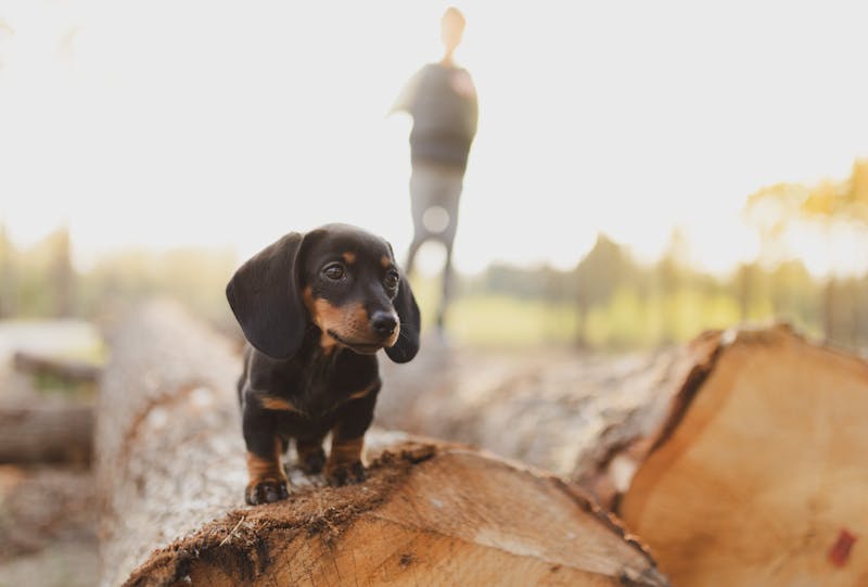 Puppy Photo