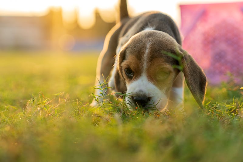 Puppy Photo