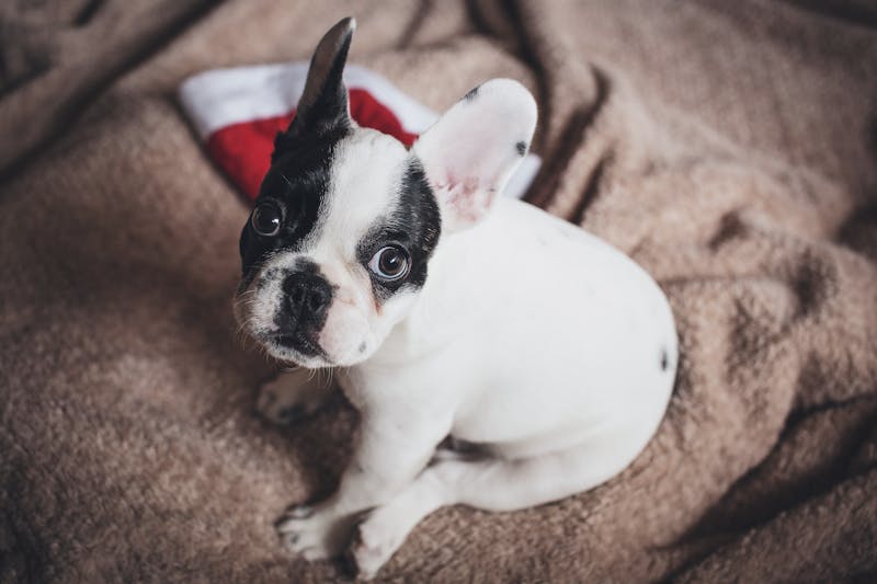 Puppy Photo