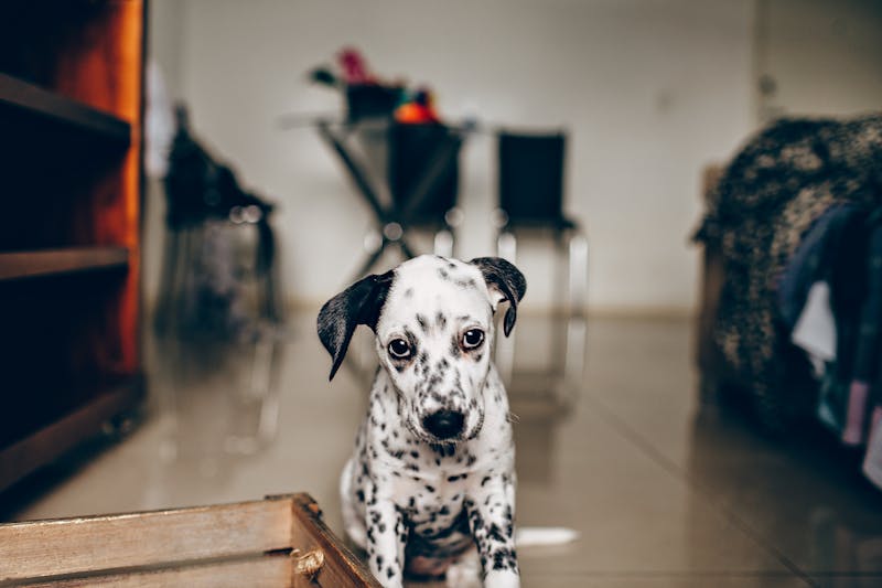 Puppy Photo
