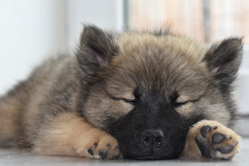 Puppy Photo