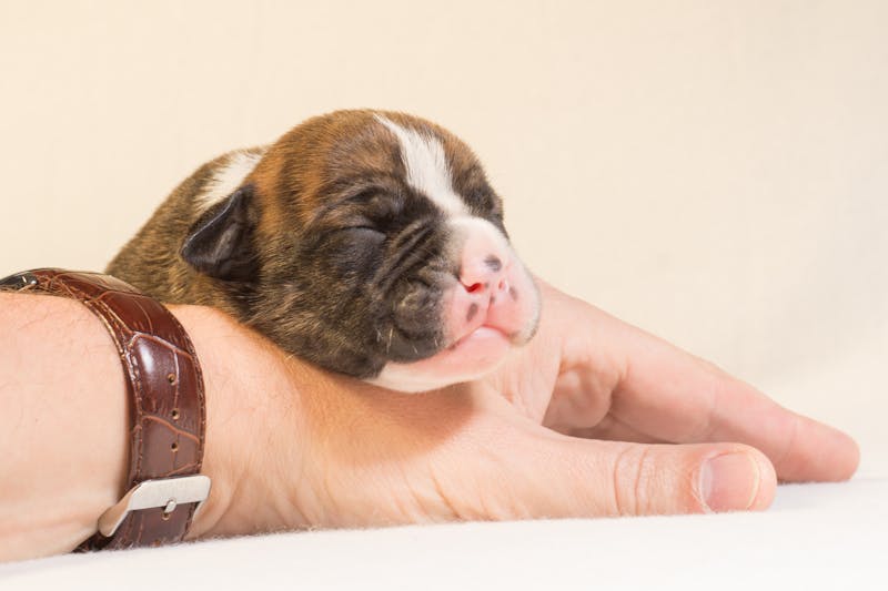 Puppy Photo