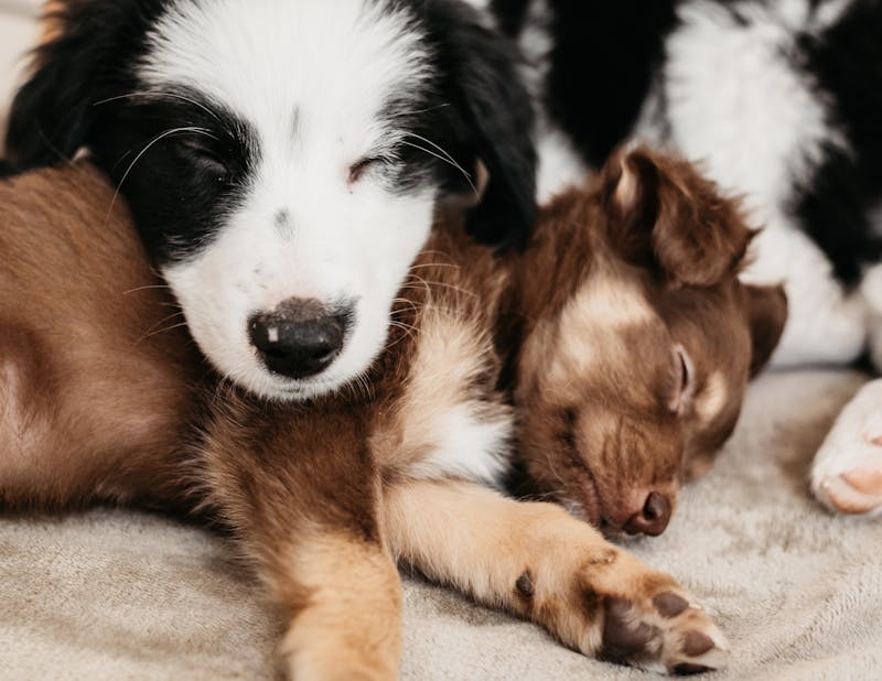 Puppy Photo