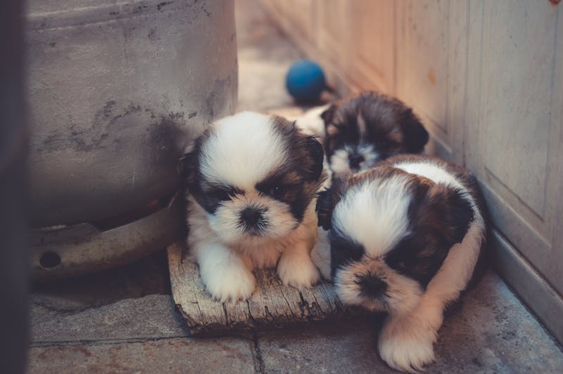 Puppy Photo