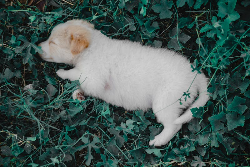 Puppy Photo