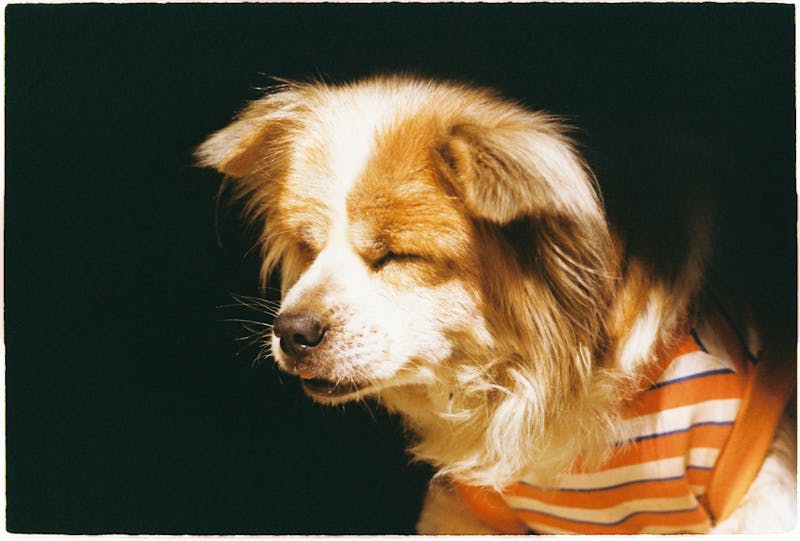 Puppy Photo