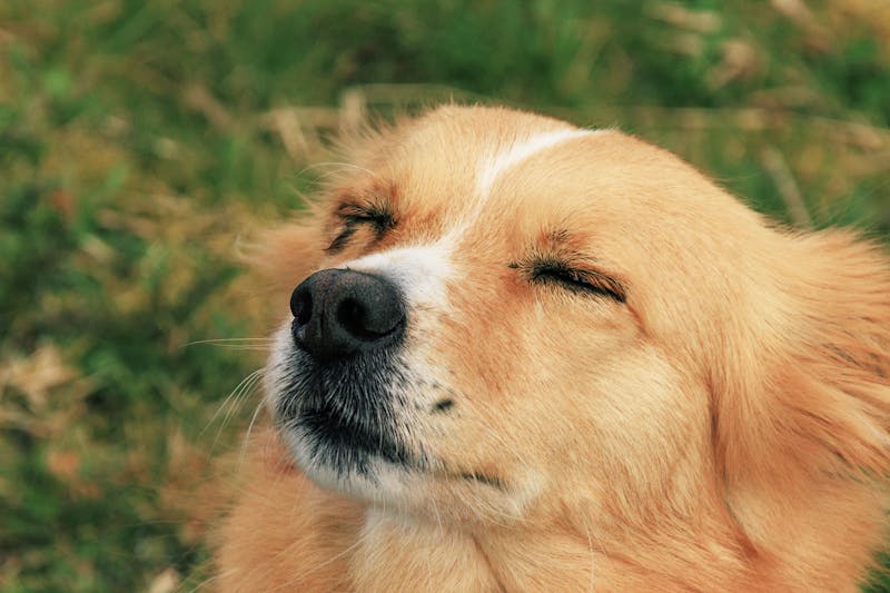 Puppy Photo