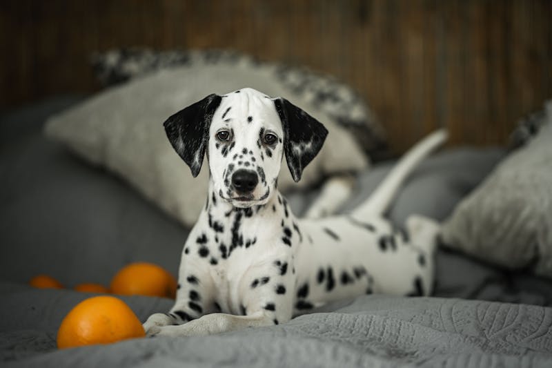 Puppy Photo