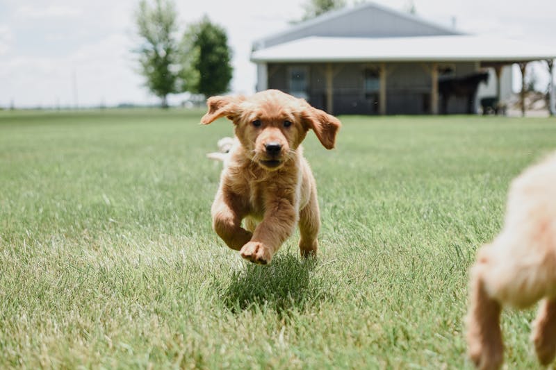 Puppy Photo