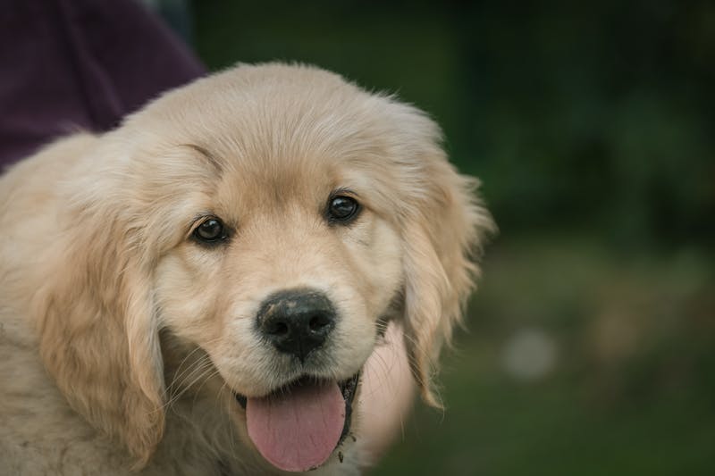 Puppy Photo