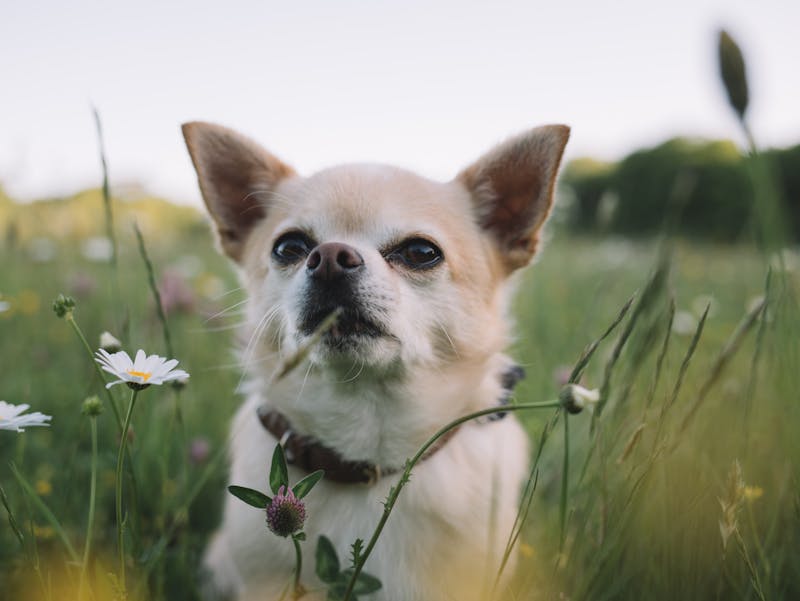 Puppy Photo