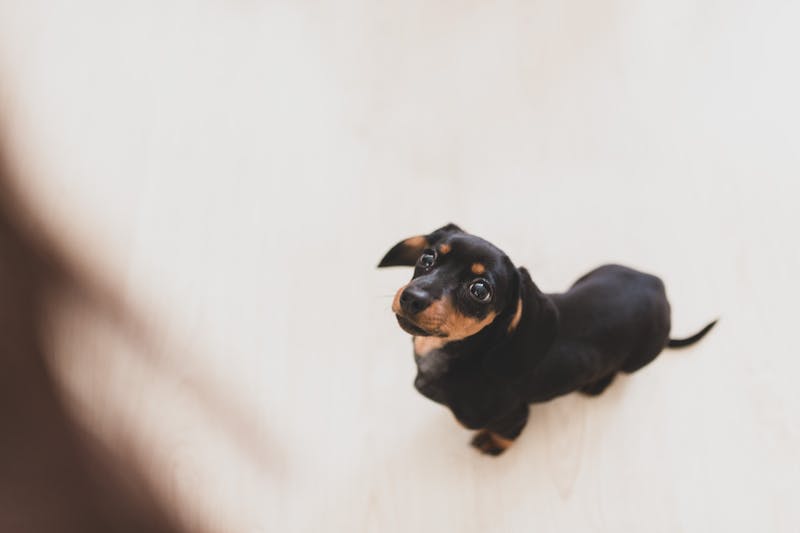 Puppy Photo