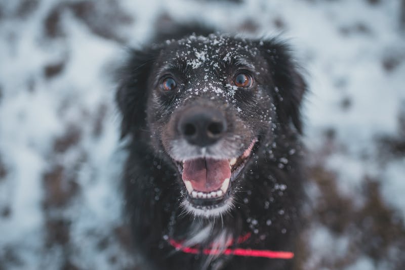 Puppy Photo