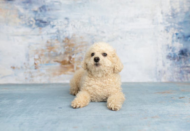 Puppy Photo