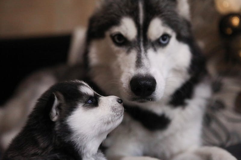 Puppy Photo