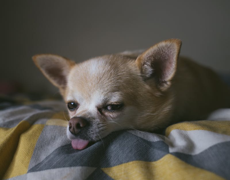 Puppy Photo