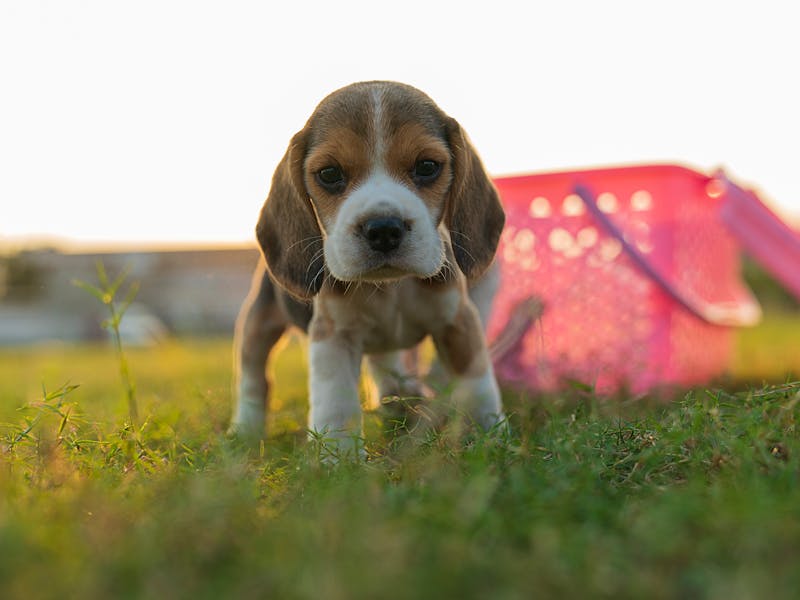 Puppy Photo
