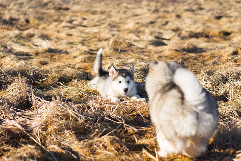 Puppy Photo