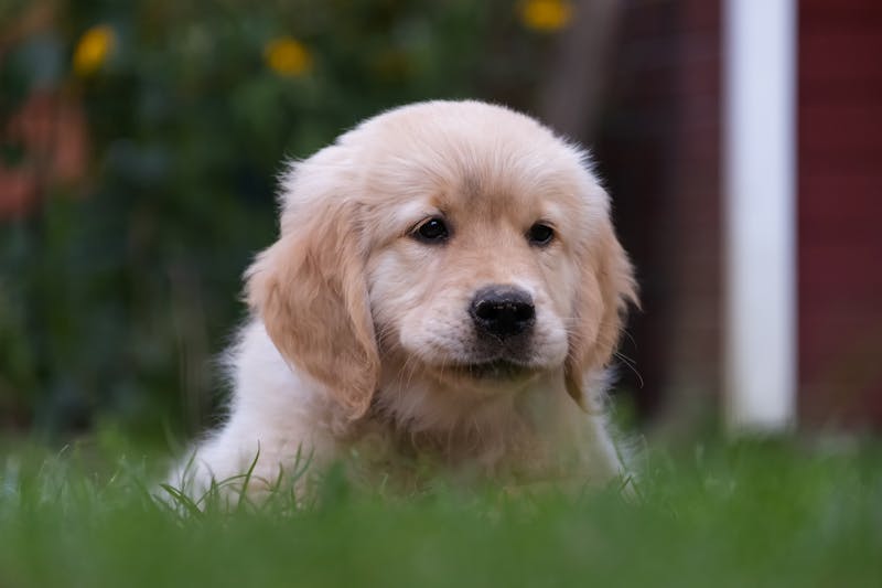 Puppy Photo