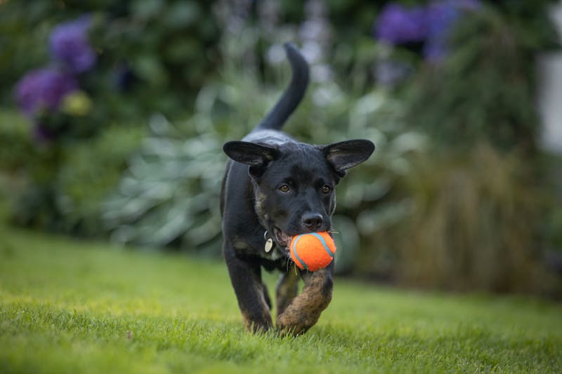 Puppy Photo