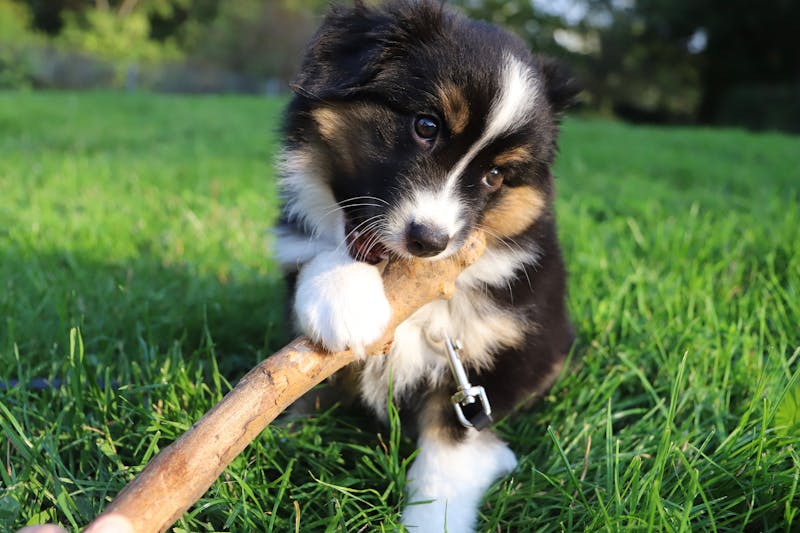 Puppy Photo