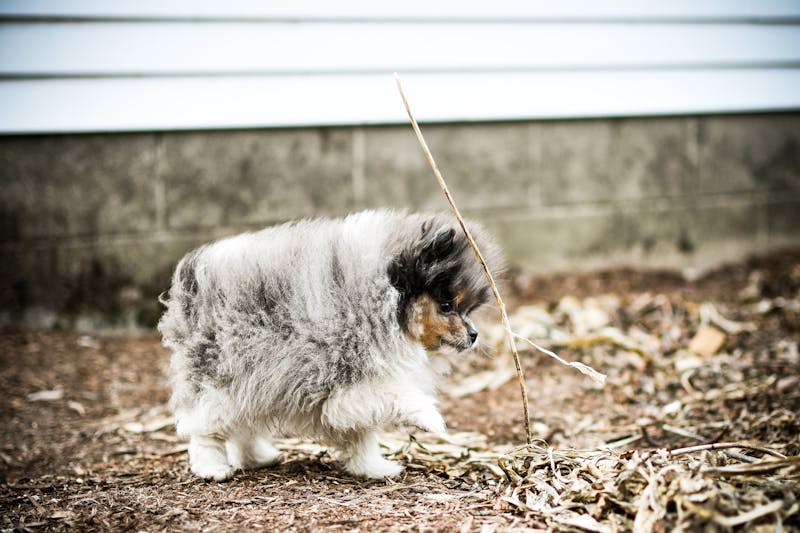 Puppy Photo