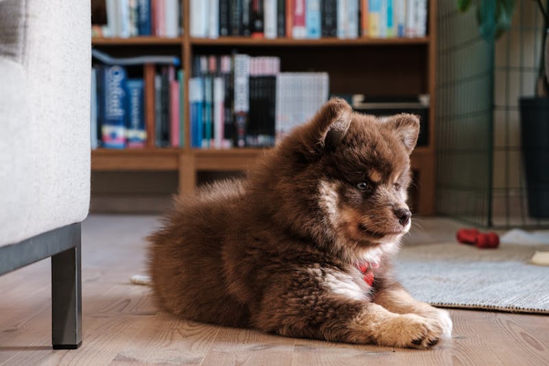 Puppy Photo