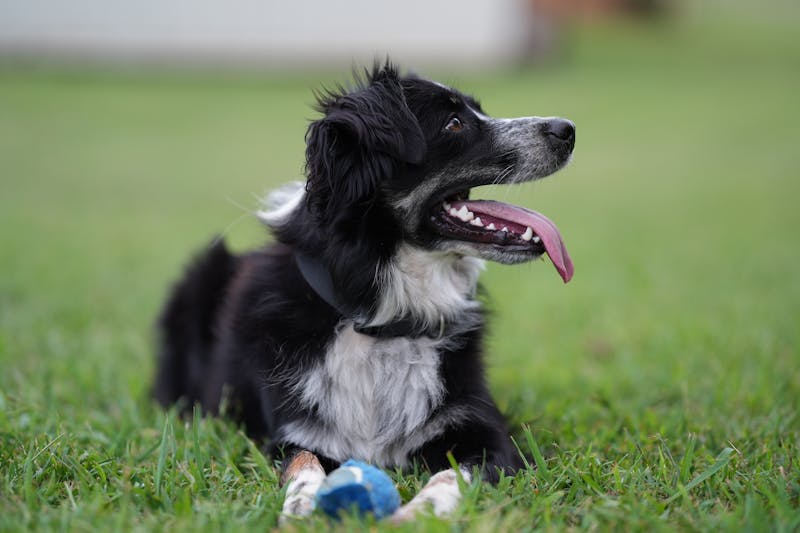 Puppy Photo