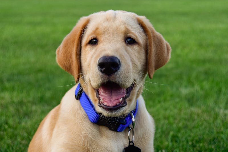 Puppy Photo