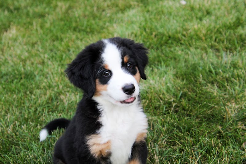 Puppy Photo