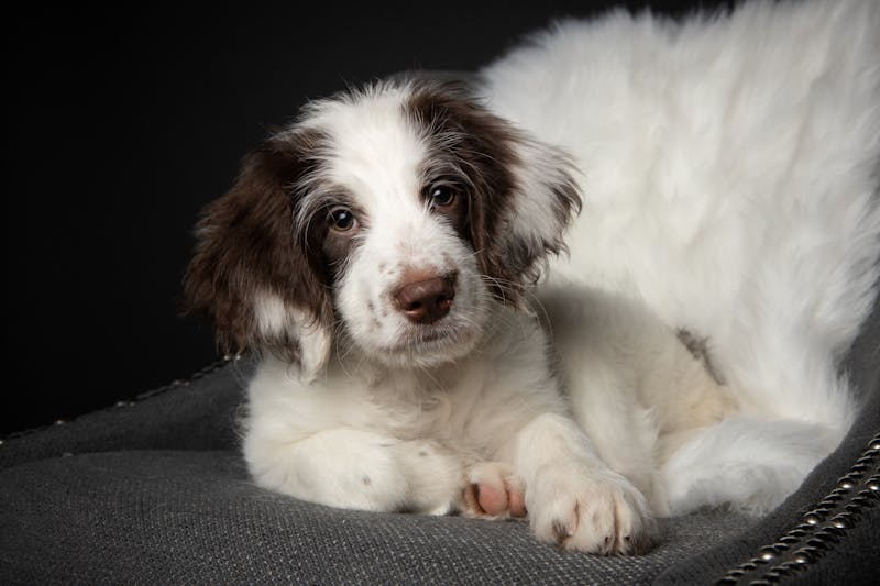 Puppy Photo