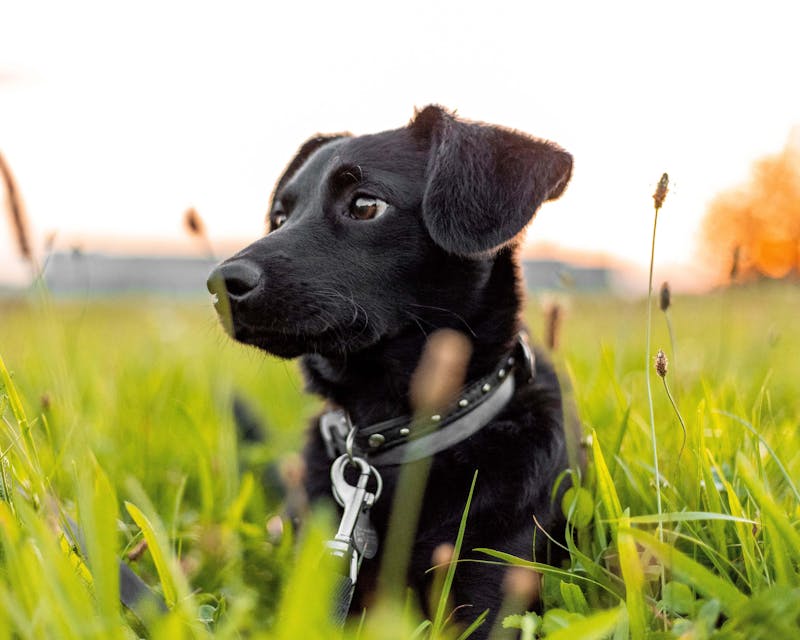 Puppy Photo