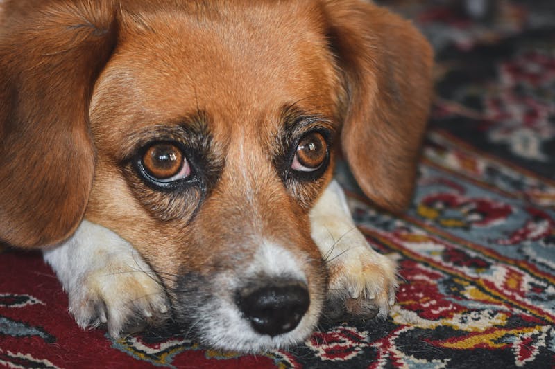 Puppy Photo