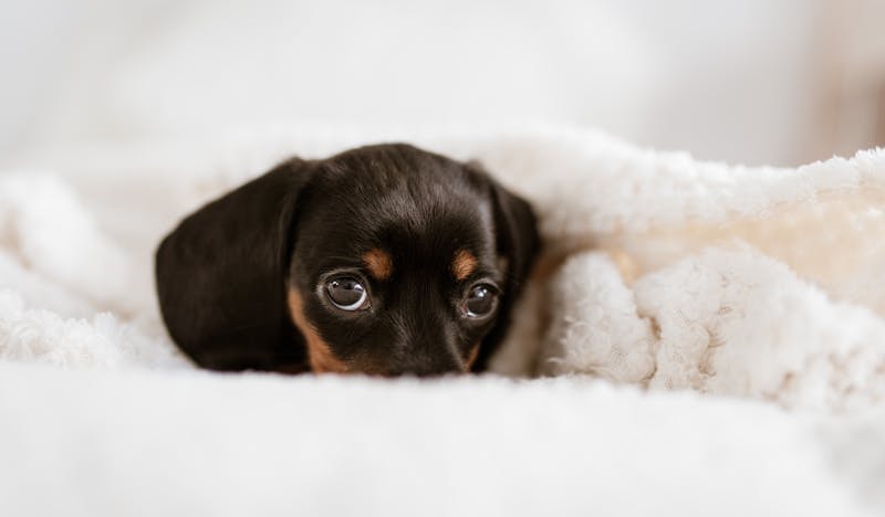 Puppy Photo