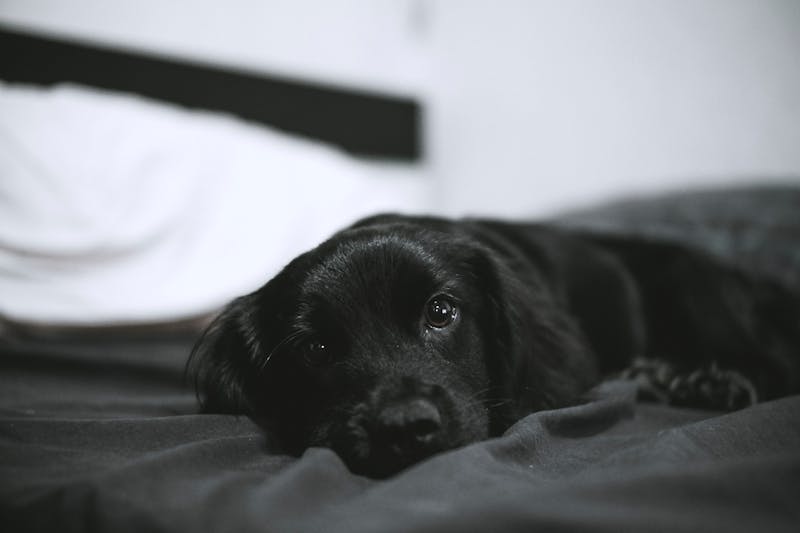 Puppy Photo