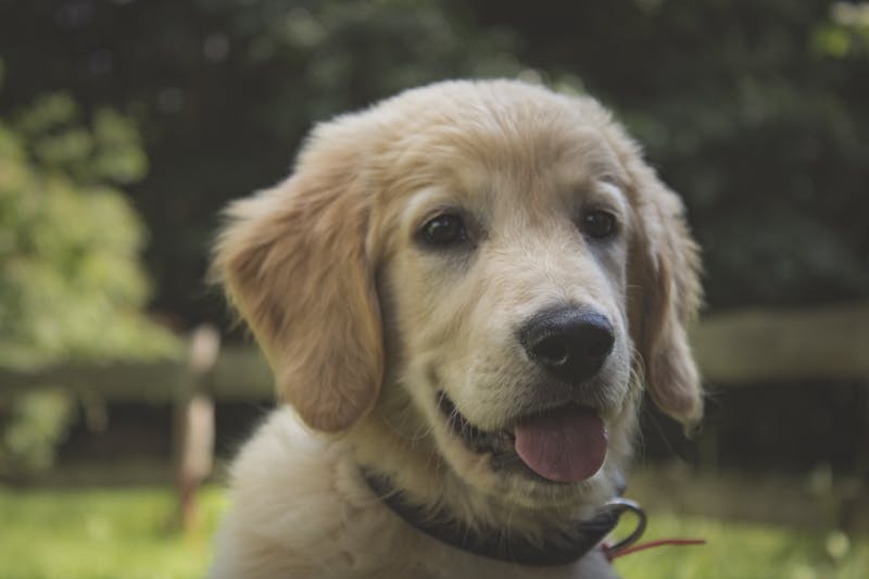 Puppy Photo