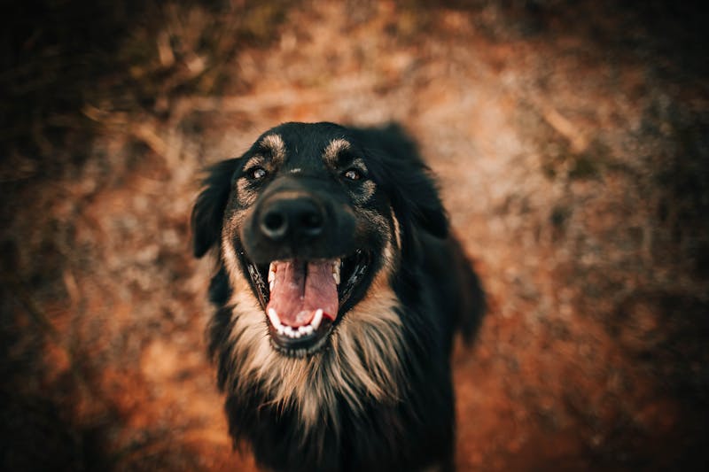 Puppy Photo