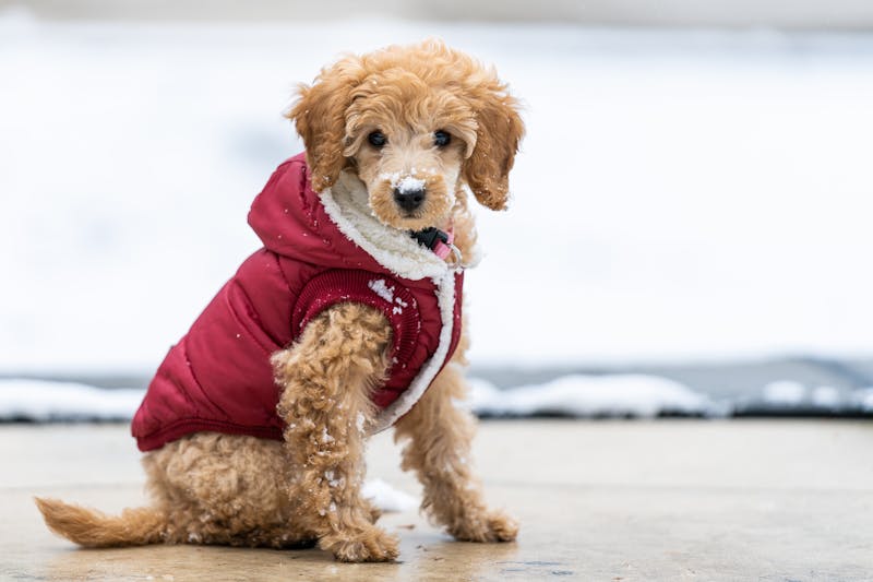 Puppy Photo