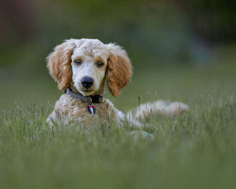 Puppy Photo