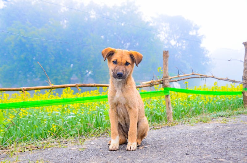 Puppy Photo