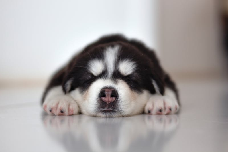 Puppy Photo